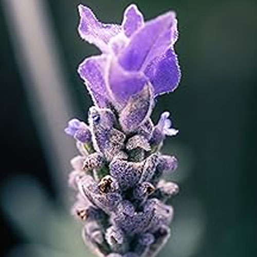 Lovendel® Lavendelblüte