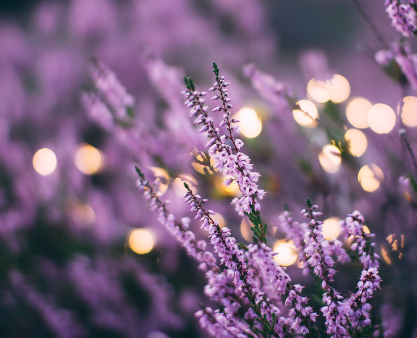 Lovendel® Biologisch & Ökologisch - 100% naturrein, ohne Chemie oder Zusatzstoffe. Unser Lavendel ist nicht nur gut für Sie, sondern auch für die Umwelt.